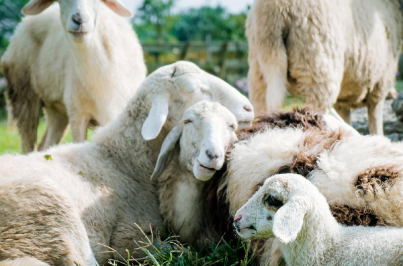 Drie schapen doodgebeten in Elst, wolf vermoedelijke dader