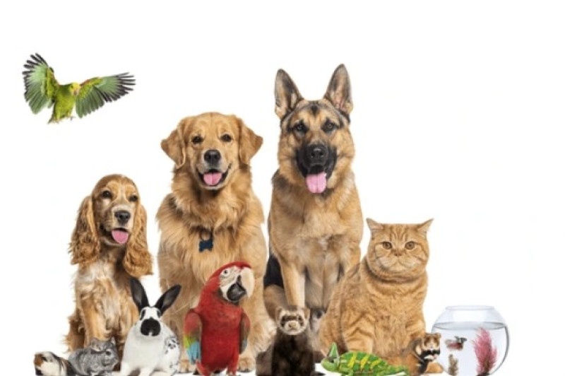 Eerste dierenadoptiedag van het jaar bij Socio VZW in Deurne