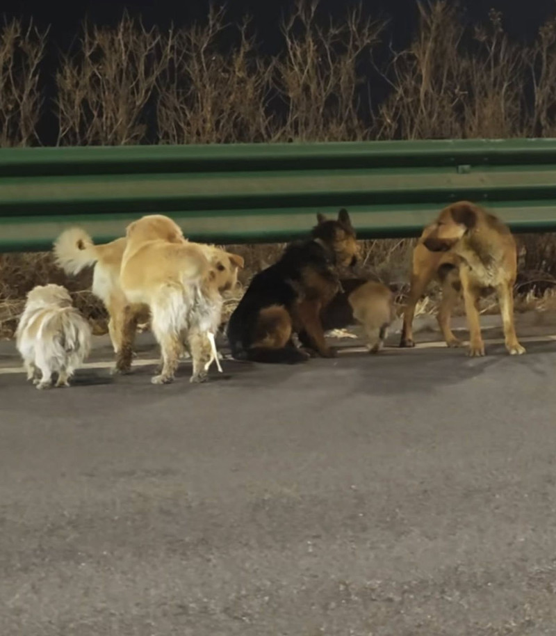 🎥 Opvallend: Zeven ontvoerde honden ontsnappen en wandelen 17 kilometer naar huis