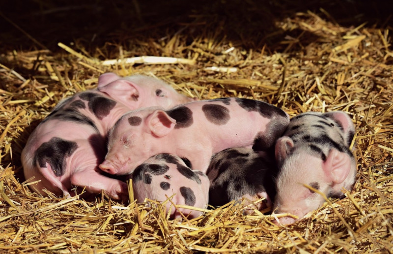 Bendeleden riskeren celstraffen voor drugslabs in Scherpenheuvel en Bekkevoort: "Ook 200 varkens de dood ingejaagd"