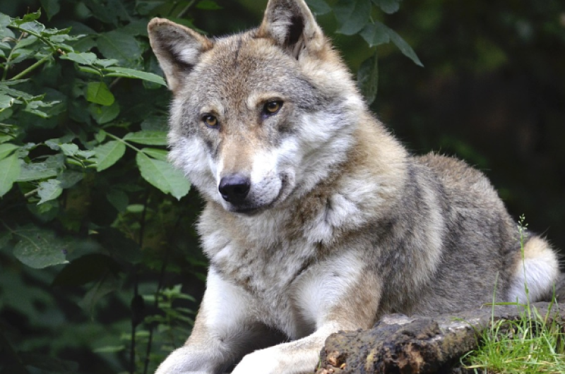 Wolf gespot op militair domein in Oudsbergen: fotograaf legt uniek moment vast