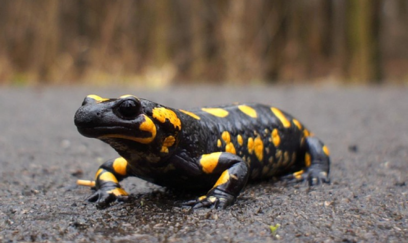 Zeldzame kamsalamander aangetroffen in poelen van Kruibeke