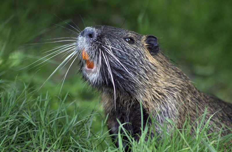 Bever duikt opnieuw op in Neder-Over-Heembeek: zeldzame gast wandelt rustig door het gras