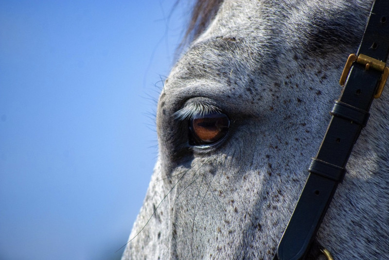 Stefanie Denis rijdt voor de zevende keer mee in de Paardenprocessie van Hakendover: medaille als beloning