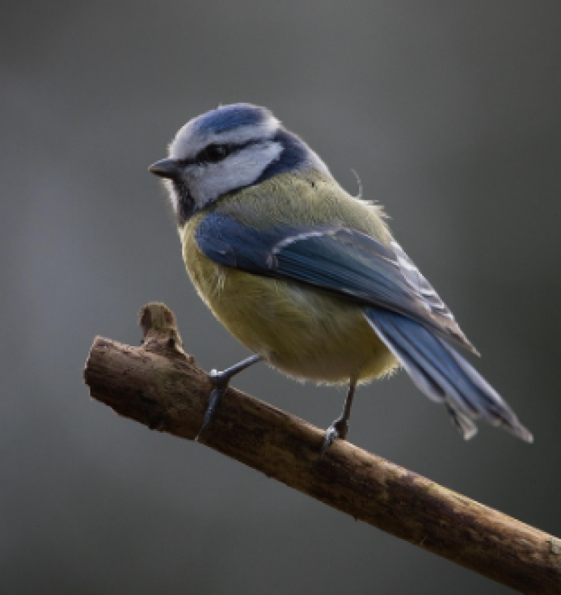 Biologisch brood uit Bourgoyen: voordelen voor mens en vogel