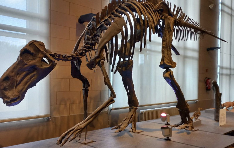 Het Dinomuseum is voortaan volledig beschermd erfgoed