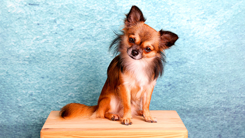 In Italië kan je nu ook betaald verlof krijgen als je chihuahua ziek is
