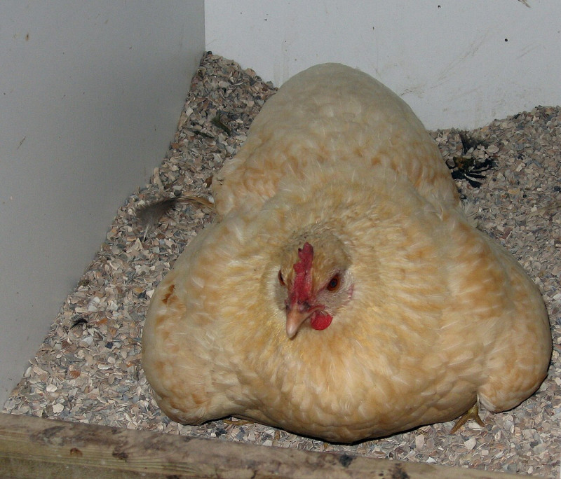 Wie knippert eerst met ogen? Blokkade van Hormuz is “chicken game“, volgens Roubini