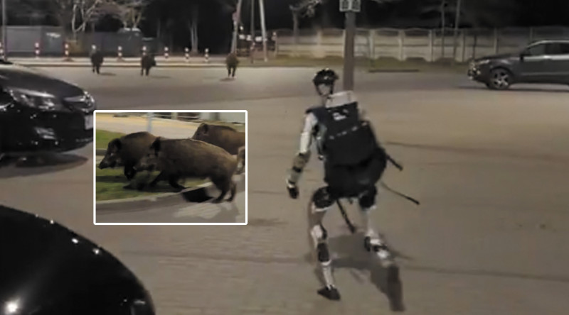 🎥 Mensachtige robot Edward jaagt wilde zwijnen op in Warschau: “Persoonlijk verbaast het me niet”