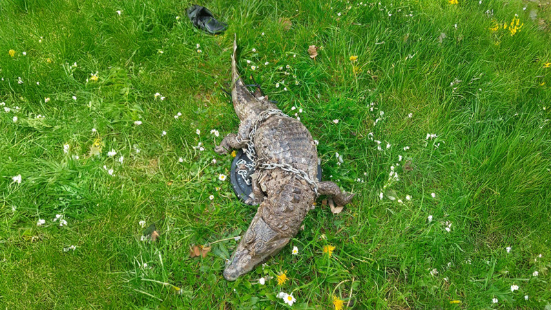 Gevonden: krokodil met gewichten, in een slaapzak op de bodem van het kanaal