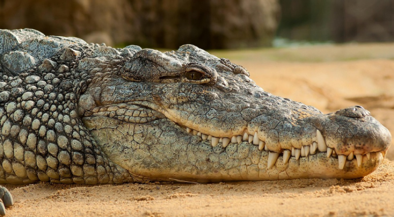 Krokodil aangetroffen in kanaal bij Roubaix