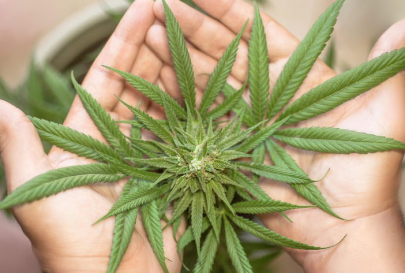 VS versoepelt regels voor marihuana