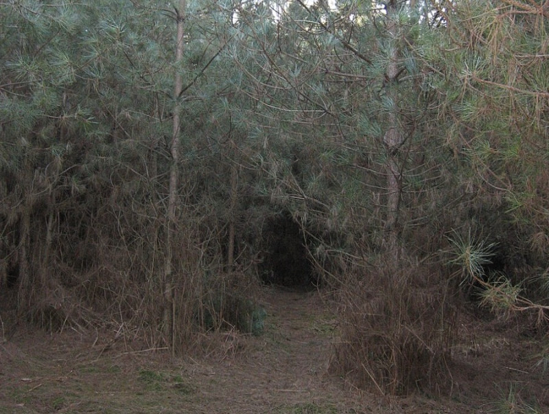’s Werelds grootste mysteries: Britse militairen, vreemde lichten en een bos dat liever niets vertelt