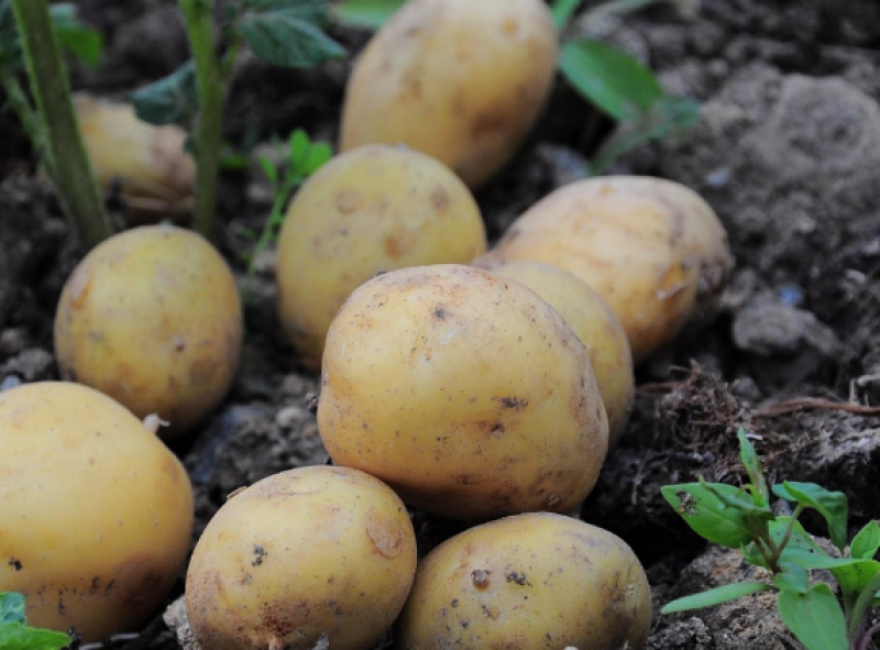 Weg bezaaid met aardappelen in Damme door verloren lading