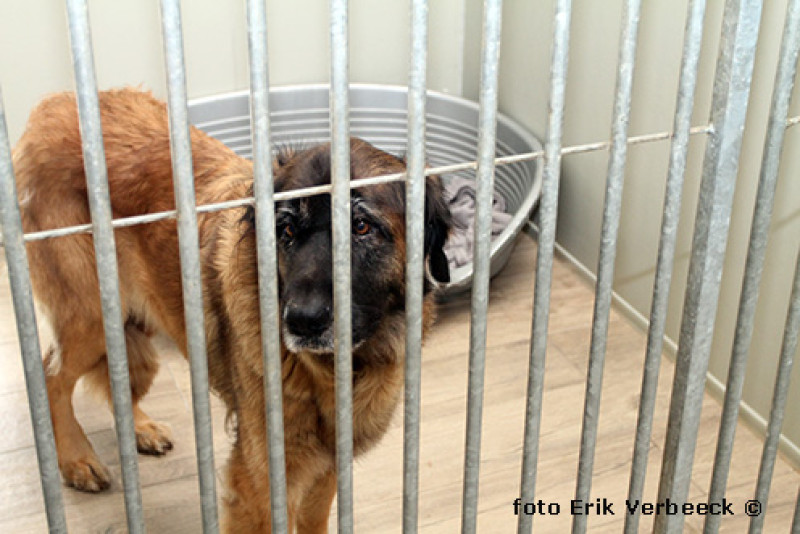 Dierenasielen krijgen financiële hulp voor in beslag genomen dieren, Ben Weyts hervormt de vergoedingen