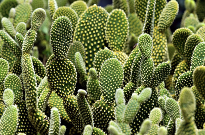 Brusselse cactusclub zoekt nieuwe leden: "Mensen zoeken alles op internet nu"