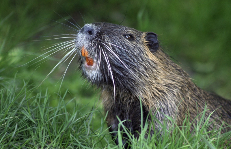 Een bever in Bouwel: overlast en zorgen bij buren en gemeente