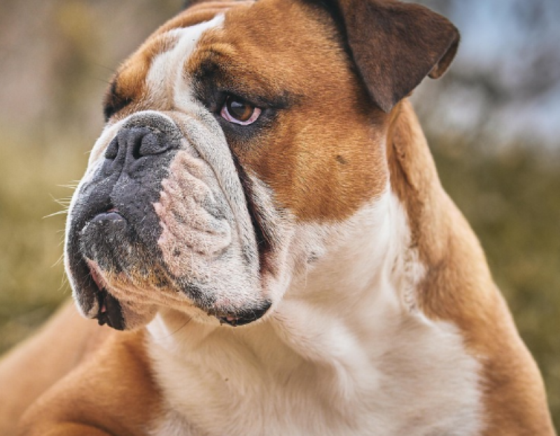 Loslopende bulldog valt hond aan in Temse: eigenaar beboet