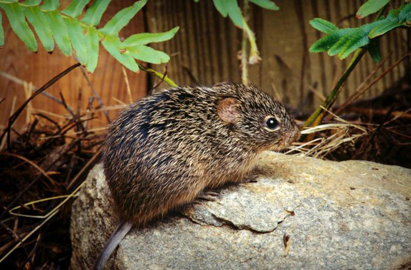 Andes hantavirus: incubatieperiode gemiddeld 22 dagen volgens expert