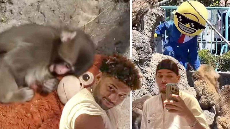 🎥 Crypto-bro's opgepakt na stunt in apenverblijf van het beroemde aapje Punch