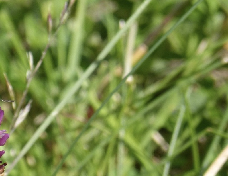 Retie herstelt eeuwenoud heidemoeras: natuur als spons tegen droogte en wateroverlast