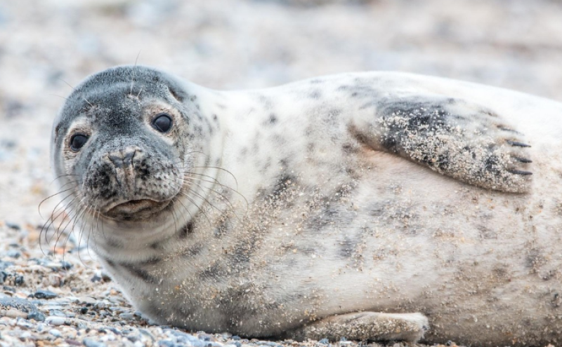 Vrijwilligers gezocht voor zeehondenrustplek in Oostende
