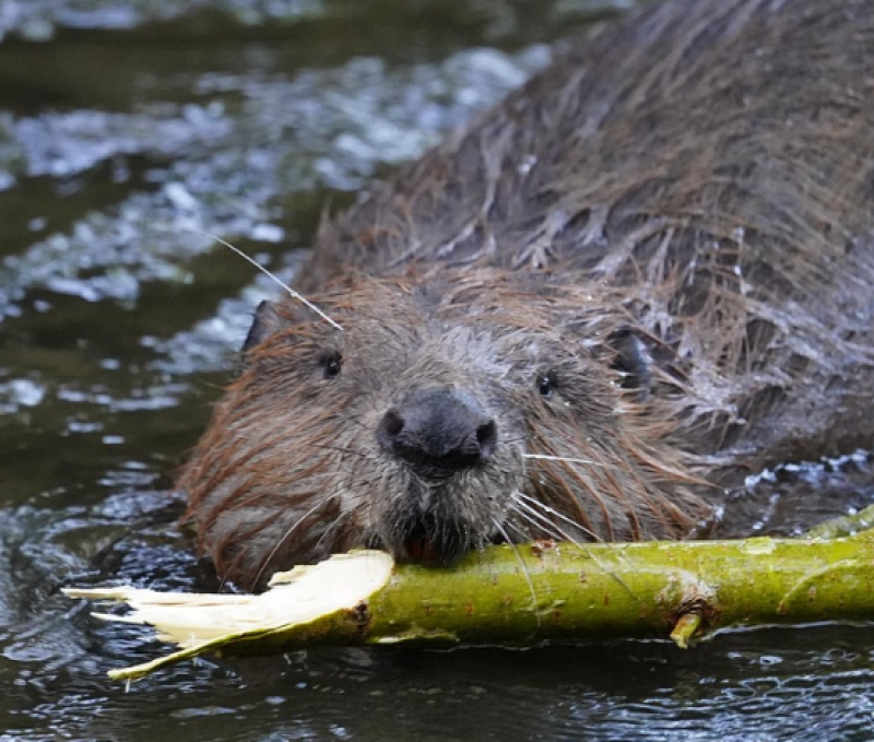 Dode bever ontdekt aan de Visserij in Gent