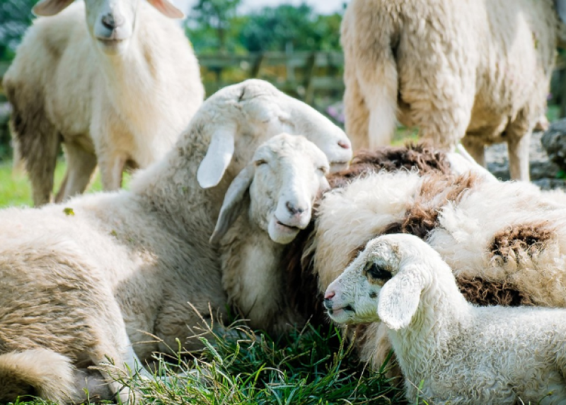 Schapen voor groenonderhoud in Gent