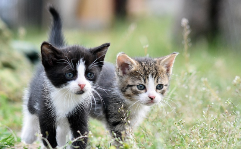 Kattententoonstelling Felis Vagabunda in Temse