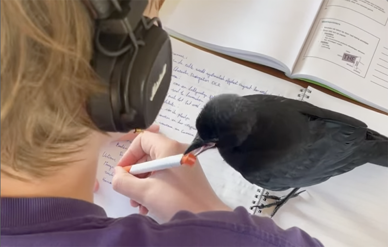 🎥  Ze redt een kauw van de baan… en sindsdien is hij niet meer weg te krijgen
