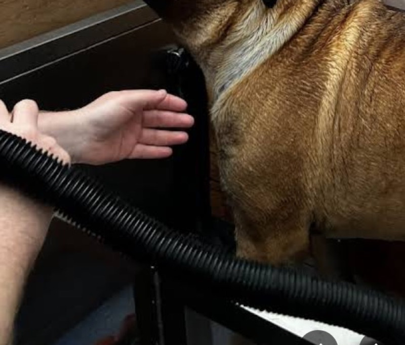 Dogwash in Rillaar groot succes: je hond wassen terwijl je boodschappen doet
