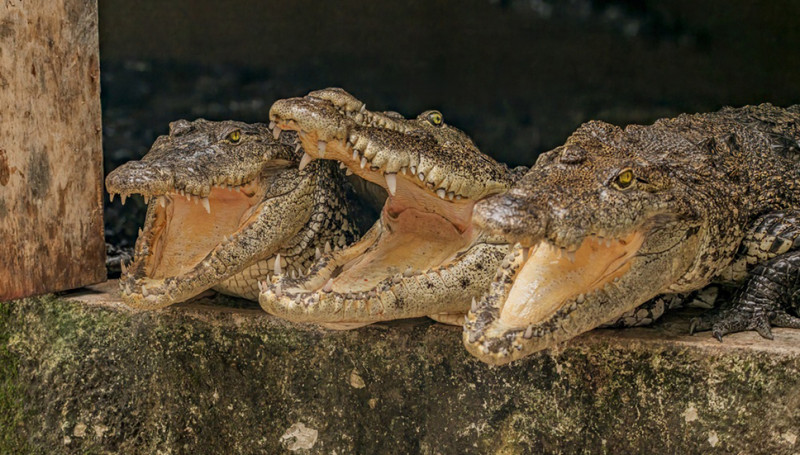 Horror in Britse zoo: man werpt kind van 3 tussen krokodillen