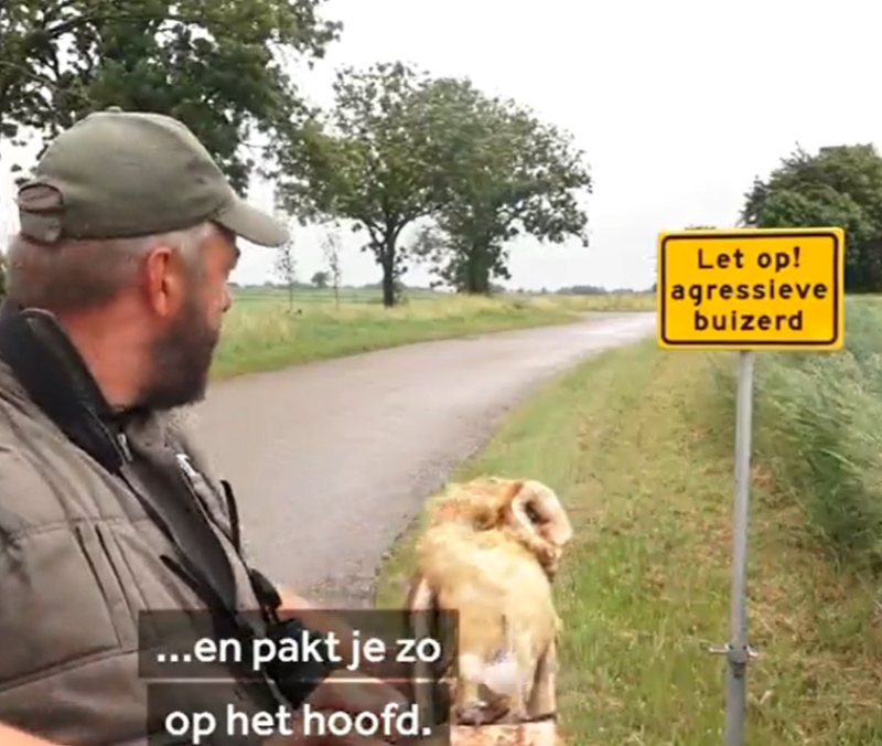 In de gloria (Nederlandse versie): “terrorbuizerd“ lijkt verdacht op uil