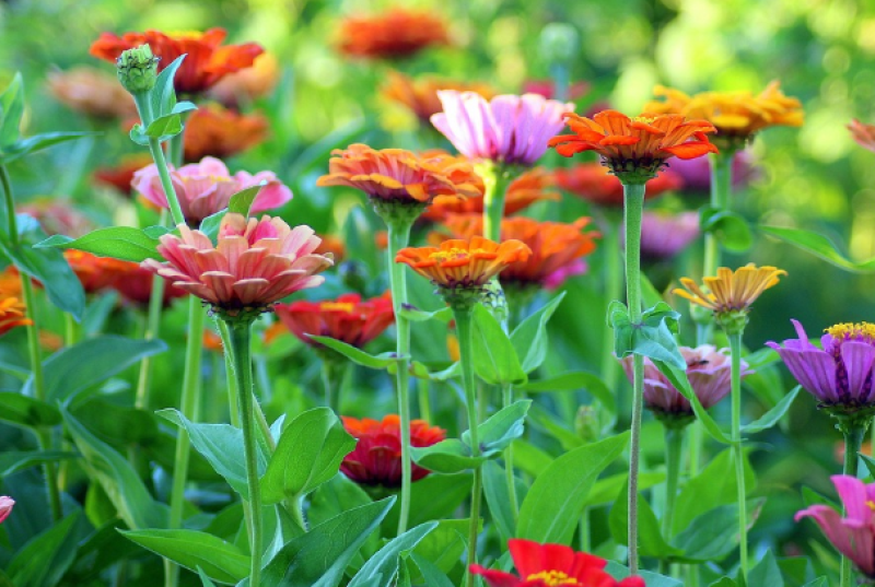 Pluktuin van de Buurderij biedt bloemen en ondersteuning