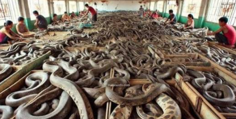 🎥 Chinese inwoners krijgen onverwacht bezoek van honderden giftige slangen