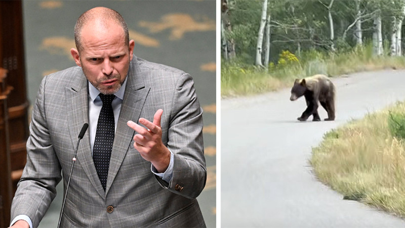 🎥  Tijger Theo staat in de Rocky Mountains oog in oog met een beer