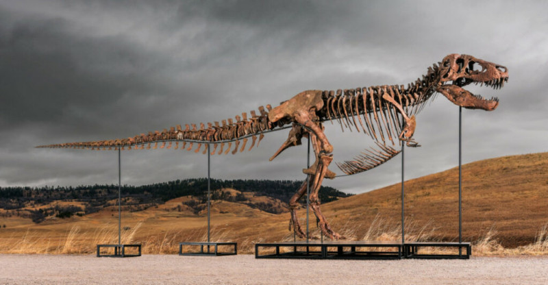 📸 T-Rex 'Gus' is officieel het duurste fossiel ooit verkocht
