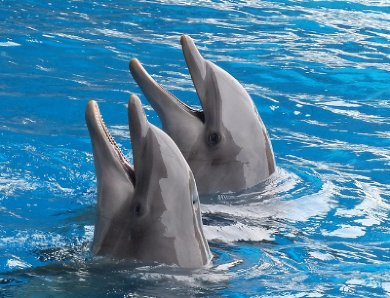 Dolfinarium Boudewijn Seapark sluit in 2037