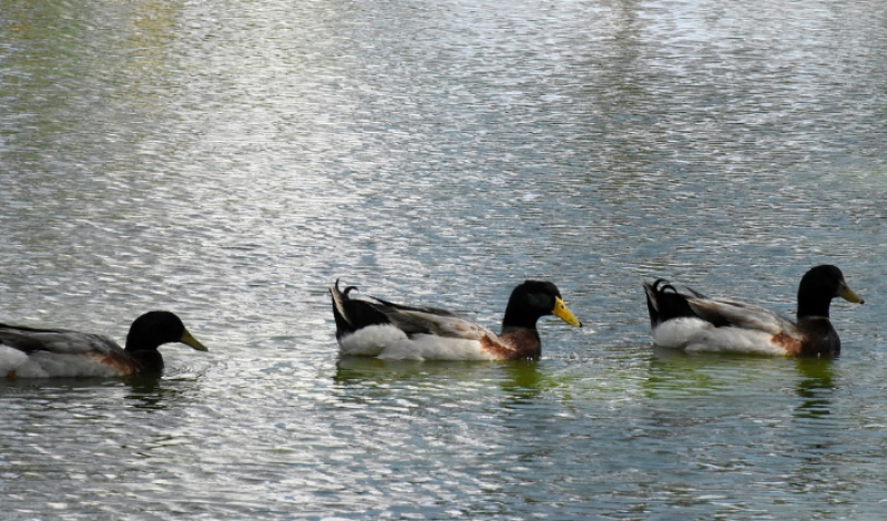 Merchtem handhaaft zwemverbod in open water