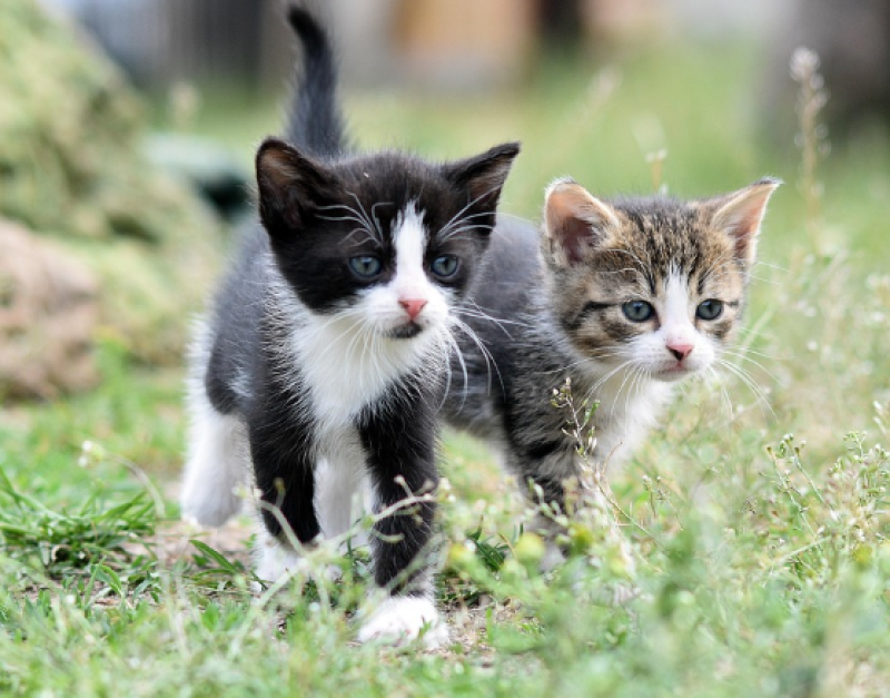 Dierenasiel Gent heeft geen ruimte voor nieuwe katten door kittenseizoen
