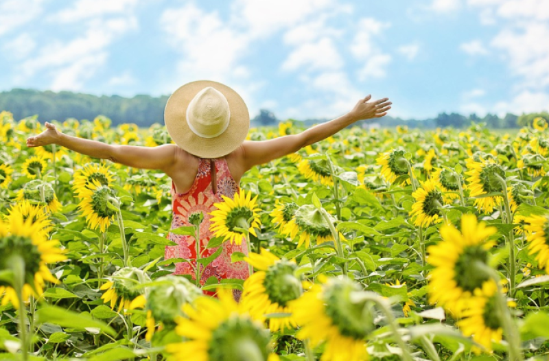 Zonnebloemen van Campo Solar te koop voor het goede doel