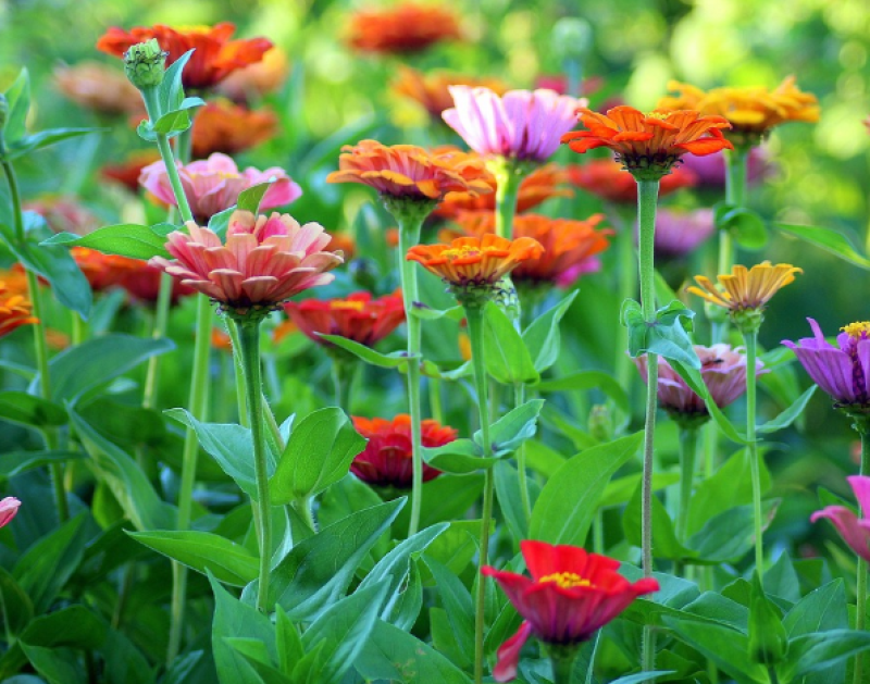 Fleur-Couleur viert 10 jaar met nieuwe pluksessies