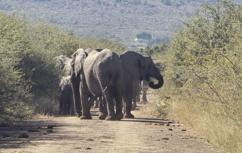 World Elephant Day: waarom olifanten eigenlijk veel slimmer zijn dan sommige mensen