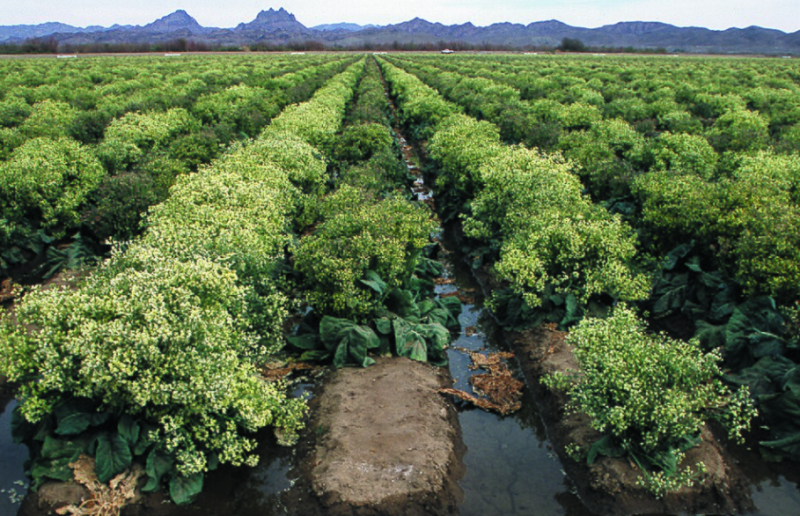 Exclusief: Europese Commissie heeft geen probleem met import van Chinese broccoli