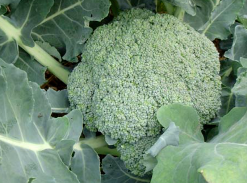 Colruyt bevestigt dat deel van groenten uit China komt: ook knoflook, ui en paprika