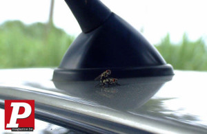 image 4 in Aprilvlieg gallery