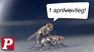 image 5 in Aprilvlieg gallery