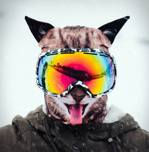 image 4 in Beardo skimaskers  gallery