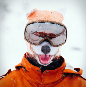 image 8 in Beardo skimaskers  gallery