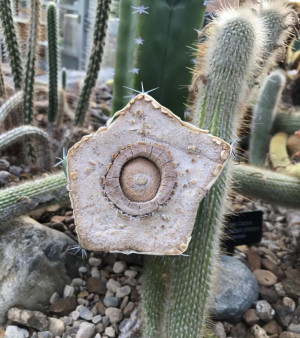 image Cactus in Binnen gallery